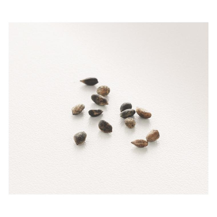 Semn de carte cu semințe pin GROWBOOKMARK™ Bej