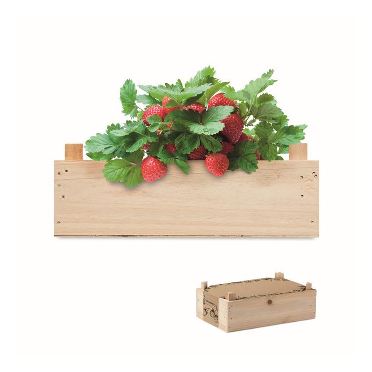 Kit căpșuni în cutie de lemn STRAWBERRY Natur