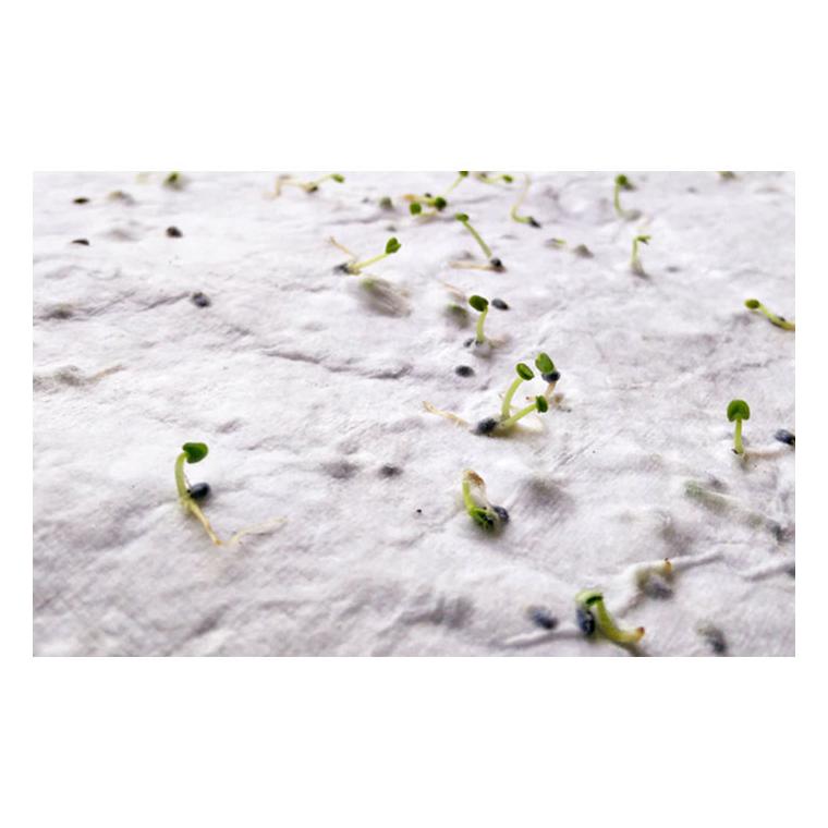 Foaie A4 cu semințe ASIDI Alb