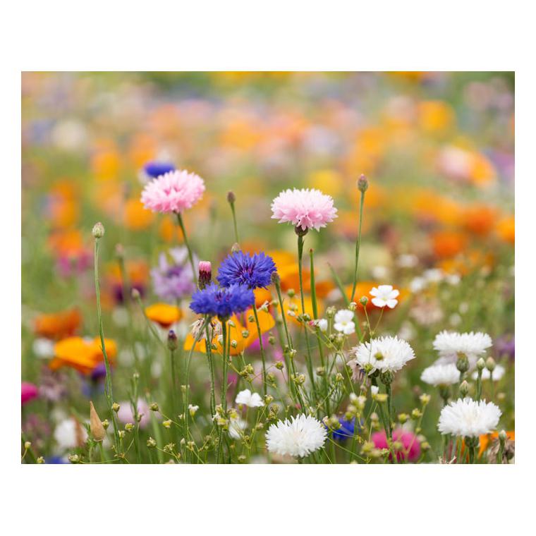 Foaie A5 cu semințe ASIDE Alb