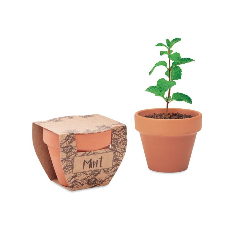 Semințe mentă în ghiveci de teracotă MINT POT Natur