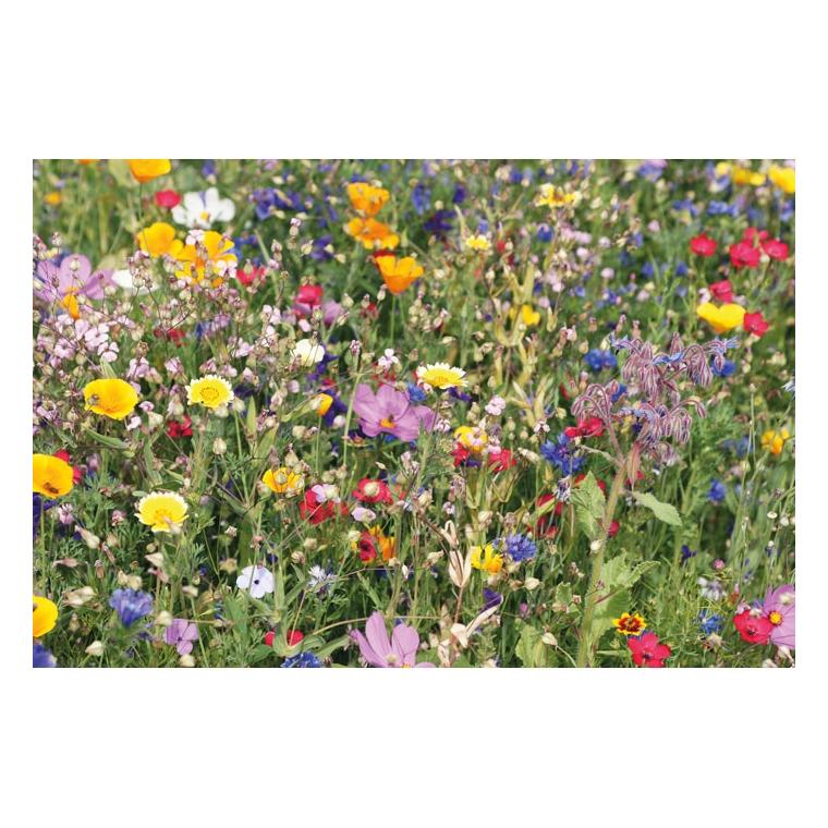 Disc cu semințe de flori mixate FLOMIX Bej