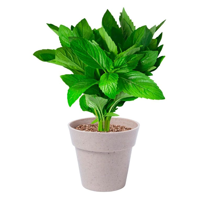 Set plante Nertel natural