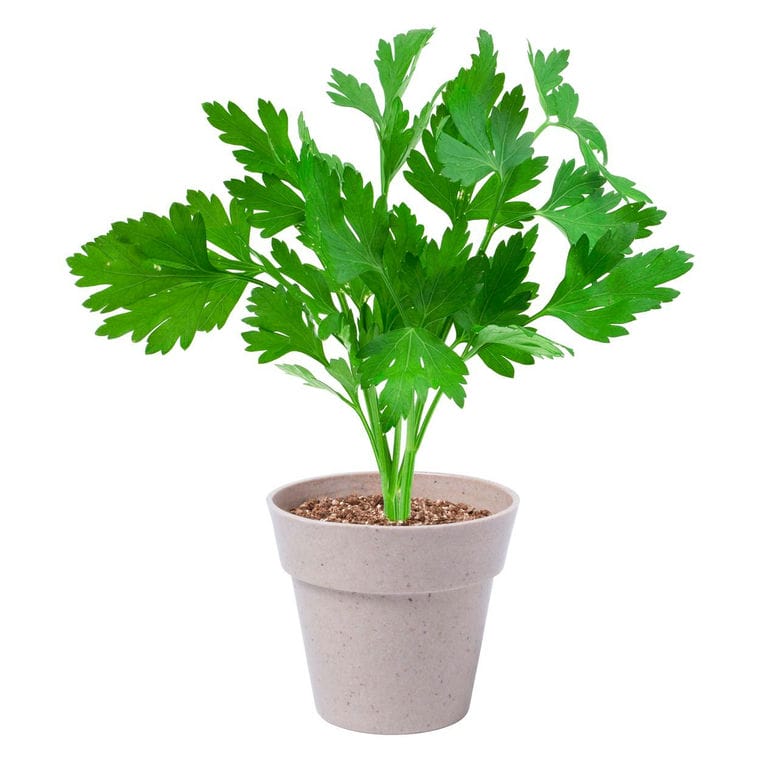 Set plante Nertel natural