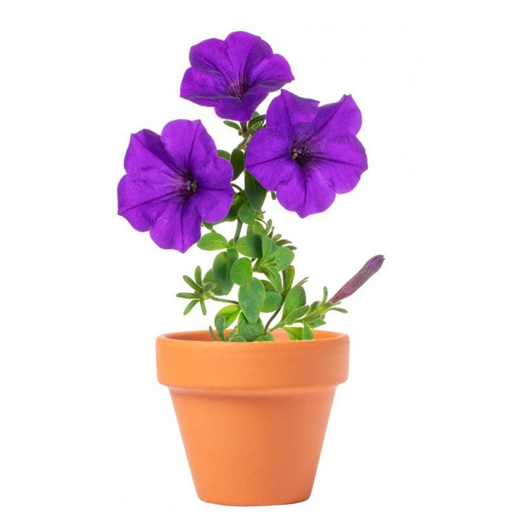 Ghiveci Soltax natural