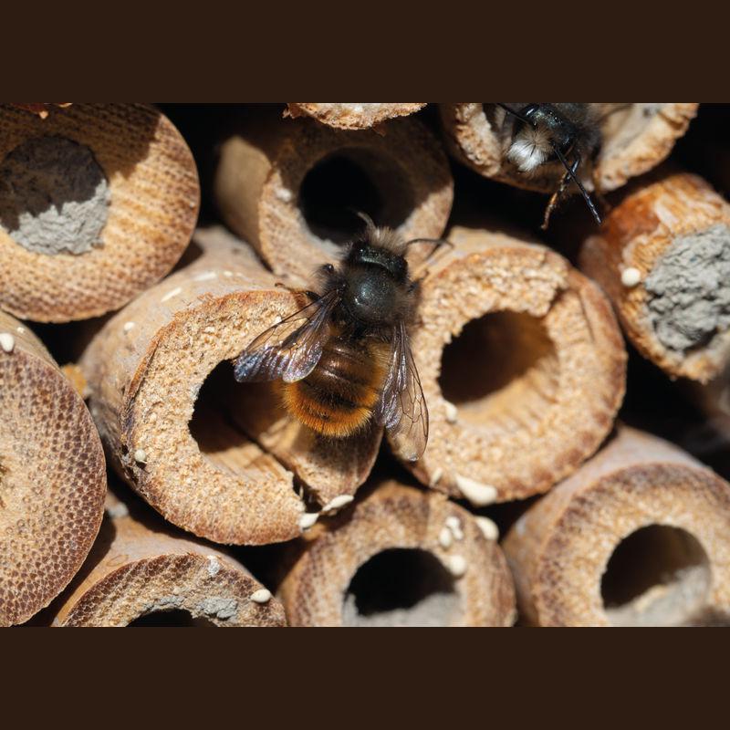 Căsuță pentru insecte Beige